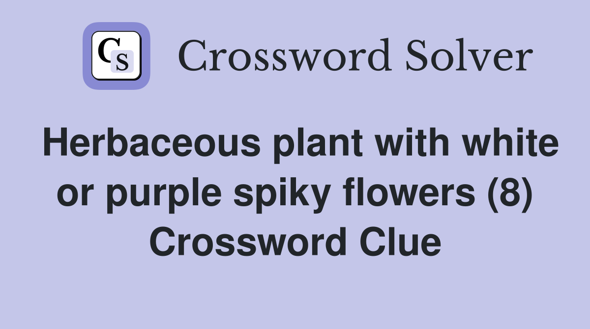 Herbaceous plant with white or purple spiky flowers (8) Crossword